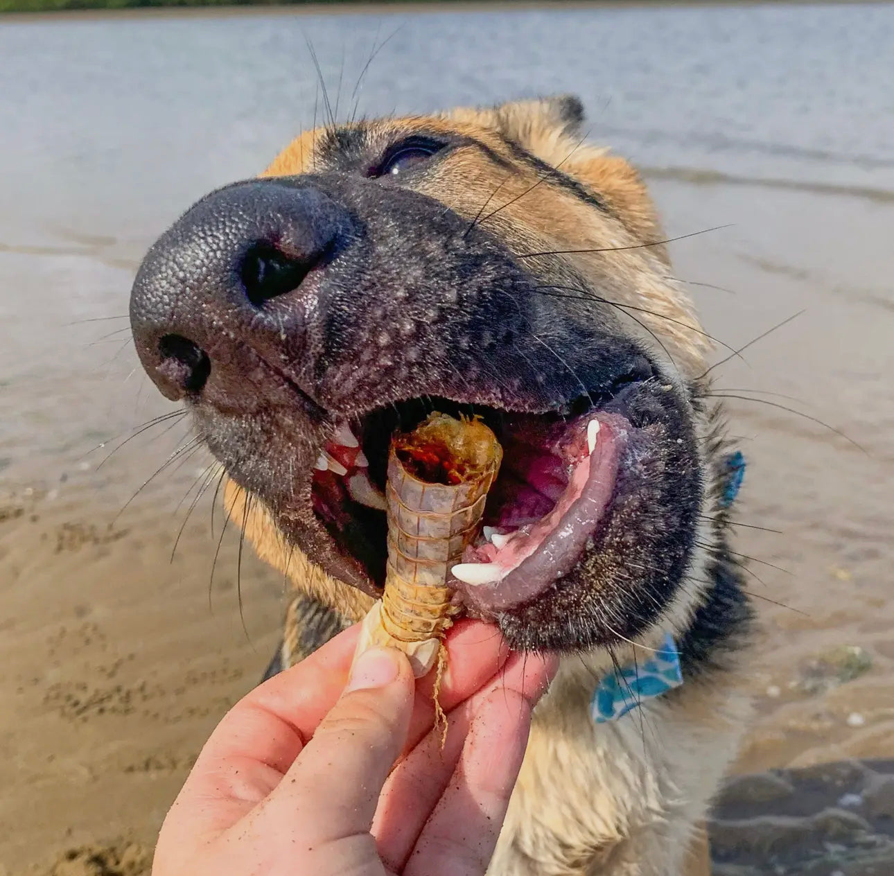 Lulu's kitchen Prawn Chips Aussie Shrimp (Mantis)皮皮虾冻干 50g