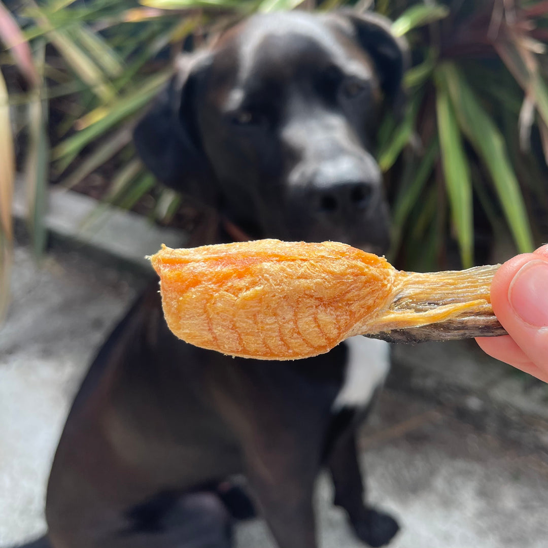 Alpine Freshwater Salmon 100g 三文鱼 for Dog