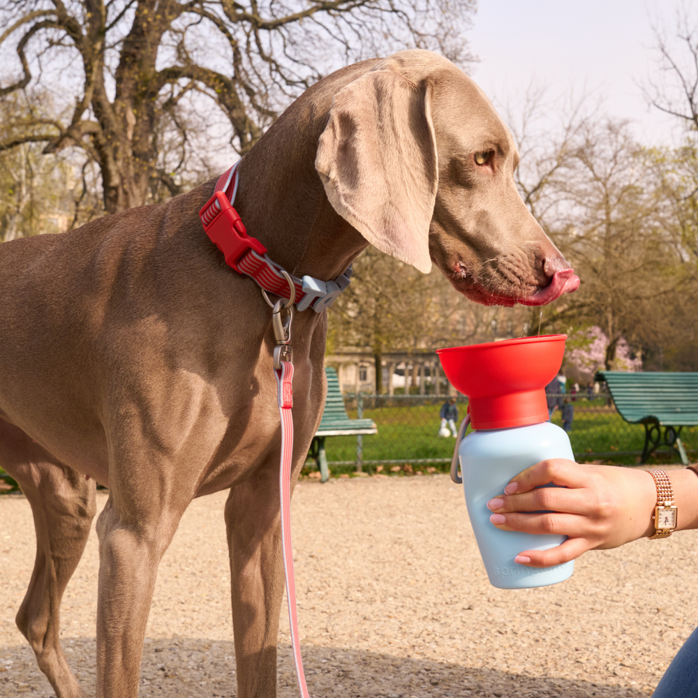 Springland Pets 20oz Flip Dog Travel Water Bottle Blue Limited Edition 宠物外出水壶 限量蓝色