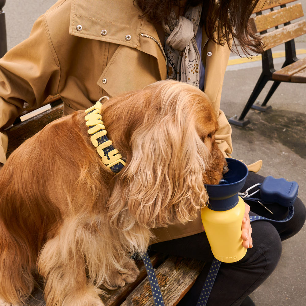 Springland Pets 20oz Flip Dog Travel Water Bottle Yellow Limited Edition 宠物外出水壶 限量黄色