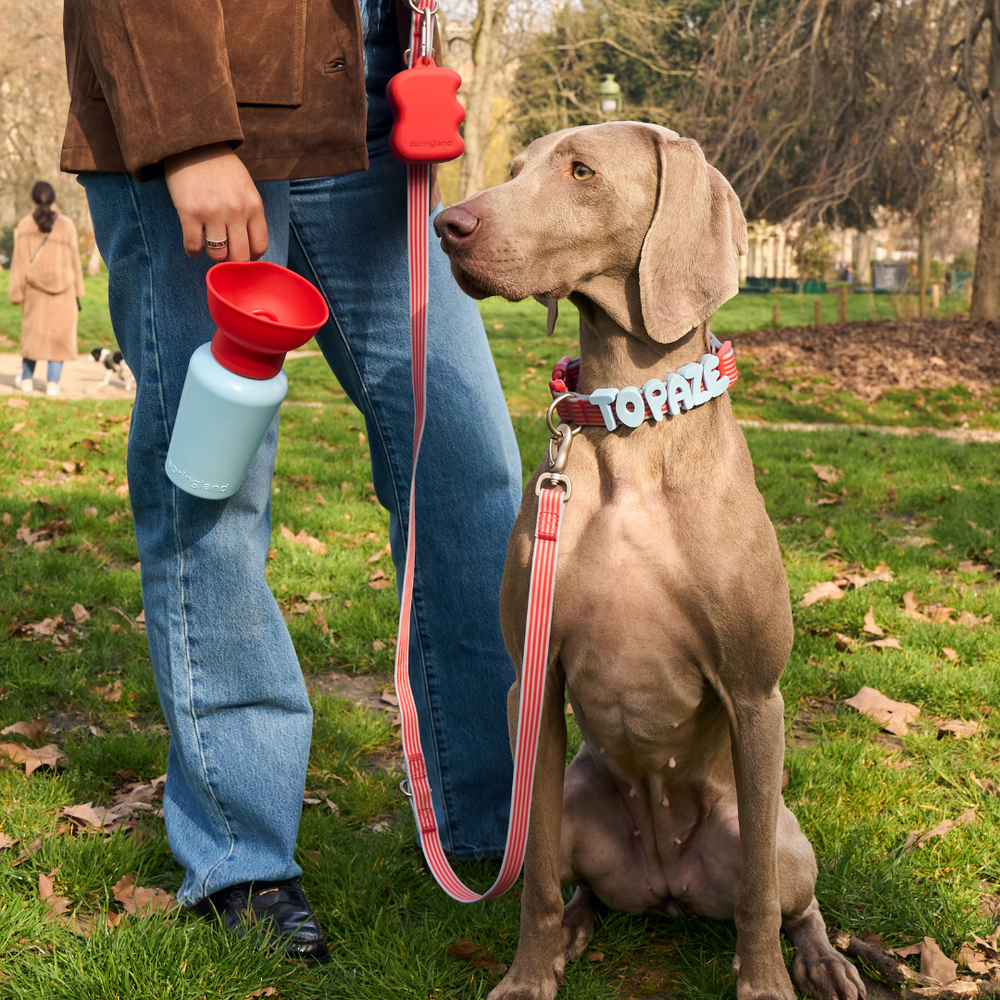 Springland Pets 20oz Flip Dog Travel Water Bottle Blue Limited Edition 宠物外出水壶 限量蓝色